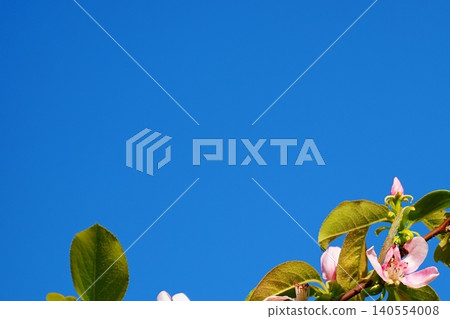 Frame material featuring quince blossoms and a blue sky. 140554008