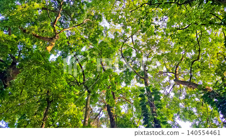 beautiful view of trees with crowns as canopies beautiful view of trees with crowns as canopies 140554461