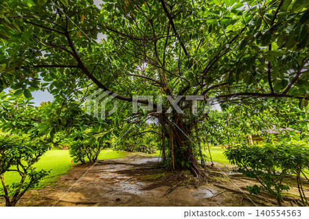 Banyan tree at Ohama Beach Park, Amami Oshima Island 140554563