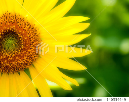 Powerful sunflower Powerful sunflower 140554649