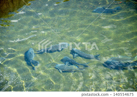 Koi swimming in the pond Koi swimming in the pond 140554675
