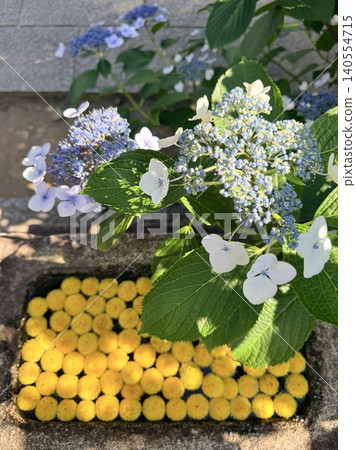 在綠樹成蔭、鮮花簇擁的水池中,淡藍色繡球花競相綻放,點綴著幾株金黃色的乒乓菊,為池中美景增添了一抹亮麗的色彩。 (愛知縣沼田郡古田町本光寺) 在綠樹成蔭、鮮花簇擁的水池中,淡藍色繡球花競相綻放,點綴著幾株金黃色的乒乓菊,為池中美景增添了一抹亮麗的色彩。 (愛知縣沼田郡古田町本光寺) 140554715