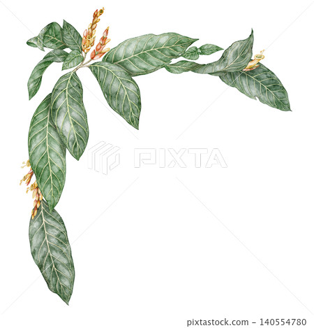 Watercolor Sanchezia plant corner composition. Hand drawn arrangement with tropical green leaves and flower in botanical style. Exotic floral natural design for garden card or botanical art template Watercolor Sanchezia plant corner composition. Hand drawn arrangement with tropical green leaves and flower in botanical style. Exotic floral natural design for garden card or botanical art template 140554780