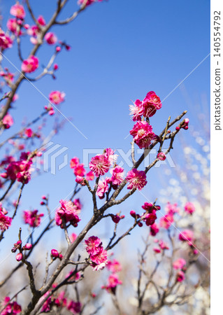 Hanegi Park: Blue Sky and Red Plum Blossoms Hanegi Park: Blue Sky and Red Plum Blossoms 140554792