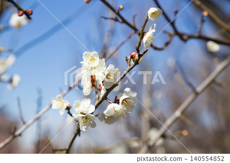 Hanegi Park: Blue Sky and White Plum Blossoms Hanegi Park: Blue Sky and White Plum Blossoms 140554852