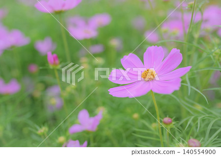 Pink cosmos flowers against a green bokeh background 140554900