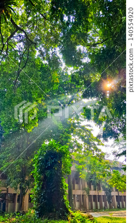 beautiful view of tropical trees with sunlight beautiful view of tropical trees with sunlight 140554920