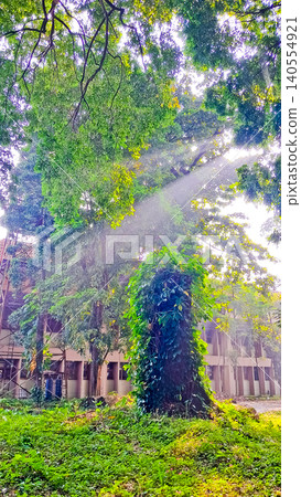 beautiful view of tropical trees with sunlight 140554921