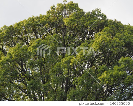 六義園裡的櫸樹,嫩綠的葉子。 六義園裡的櫸樹,嫩綠的葉子。 140555090