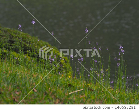 Linaria japonica blooming by the large pond in Rikugien Garden Linaria japonica blooming by the large pond in Rikugien Garden 140555281