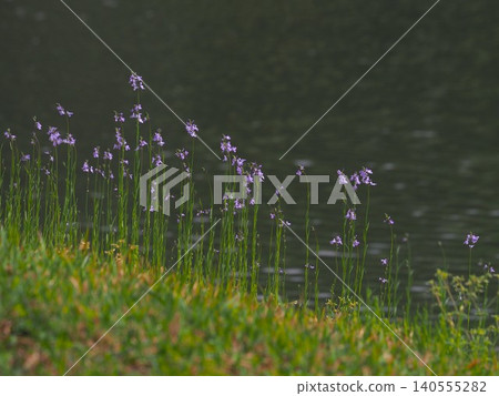 Linaria japonica blooming by the large pond in Rikugien Garden Linaria japonica blooming by the large pond in Rikugien Garden 140555282