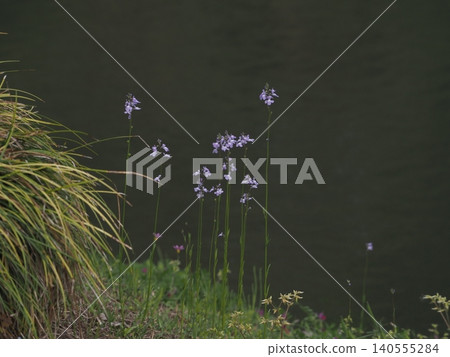 Linaria japonica blooming by the large pond in Rikugien Garden Linaria japonica blooming by the large pond in Rikugien Garden 140555284
