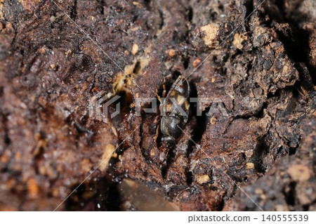 Living creatures, insects: A clear sap beetle, found in a mixed forest in June. I found it among various insects gathered around tree sap. 140555539