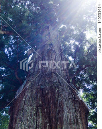 The giant cedar tree of Suwa Shrine reaching towards the heavens 140555614