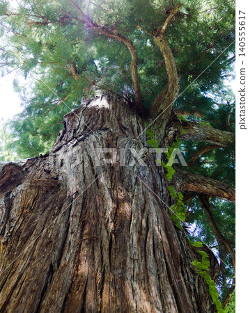 The magnificent cedar tree of Suwa Shrine, so tall you have to look up to see it. The magnificent cedar tree of Suwa Shrine, so tall you have to look up to see it. 140555617