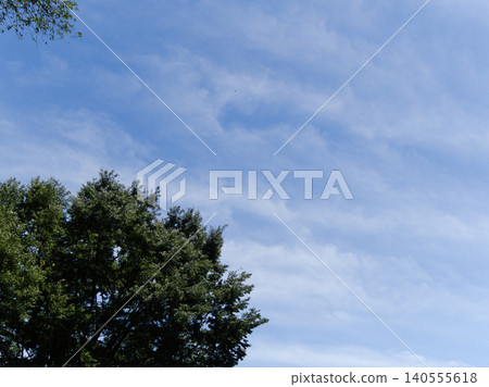 Groves of trees stretching towards the early summer sky Groves of trees stretching towards the early summer sky 140555618