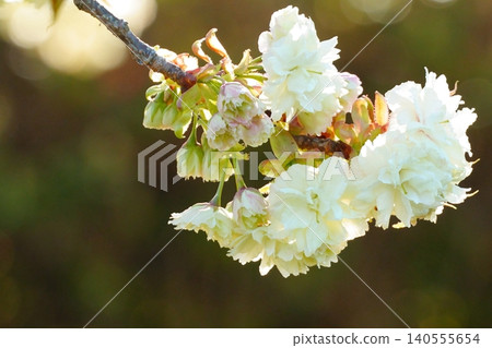 White Gyoiko cherry blossoms shining in the spring light White Gyoiko cherry blossoms shining in the spring light 140555654