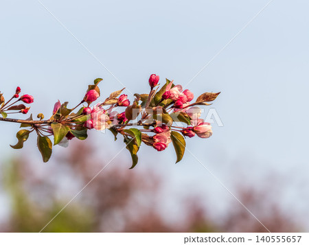 Fresh pink flowers of a blossoming apple tree with blured background Fresh pink flowers of a blossoming apple tree with blured background 140555657