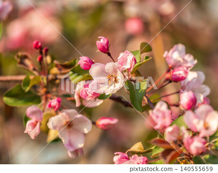 Fresh pink flowers of a blossoming apple tree with blured background Fresh pink flowers of a blossoming apple tree with blured background 140555659