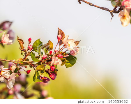Fresh pink flowers of a blossoming apple tree with blured background Fresh pink flowers of a blossoming apple tree with blured background 140555662