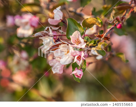 Fresh pink flowers of a blossoming apple tree with blured background Fresh pink flowers of a blossoming apple tree with blured background 140555663