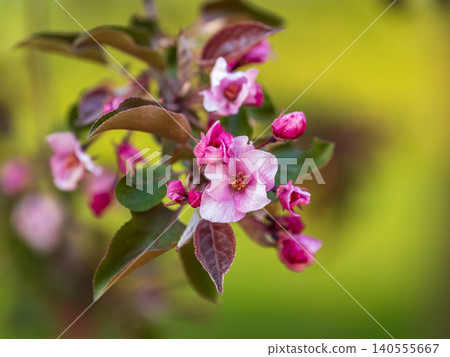 Fresh pink flowers of a blossoming apple tree with blured background Fresh pink flowers of a blossoming apple tree with blured background 140555667