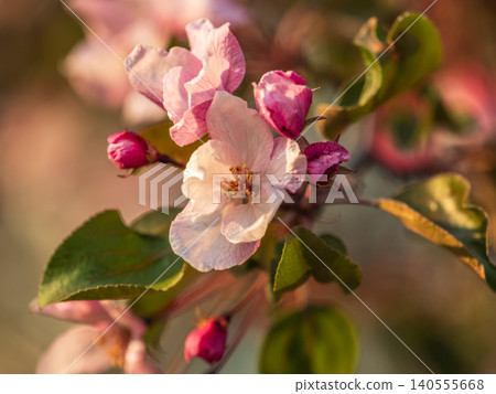 Fresh pink flowers of a blossoming apple tree with blured background Fresh pink flowers of a blossoming apple tree with blured background 140555668