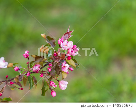 Fresh pink flowers of a blossoming apple tree with blured background Fresh pink flowers of a blossoming apple tree with blured background 140555673