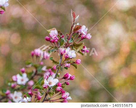 Fresh pink flowers of a blossoming apple tree with blured background Fresh pink flowers of a blossoming apple tree with blured background 140555675