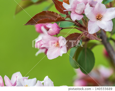 Fresh pink flowers of a blossoming apple tree with blured background Fresh pink flowers of a blossoming apple tree with blured background 140555689