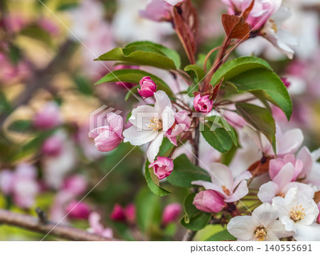 Fresh pink flowers of a blossoming apple tree with blured background 140555691