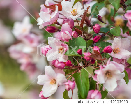 Fresh pink flowers of a blossoming apple tree with blured background Fresh pink flowers of a blossoming apple tree with blured background 140555693