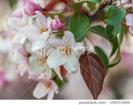 Fresh pink flowers of a blossoming apple tree with blured background 140555694