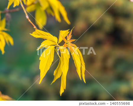 Acer negundo, Box elder, boxelder, ash-leaved and maple ash, Manitoba, elf, ashleaf maple male inflorescences and flowers on branch outdoor. 140555698