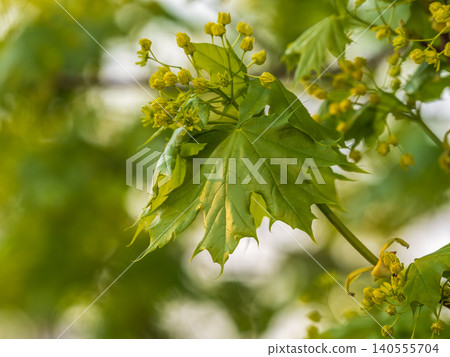 Fresh maple leaves with flowers and seeds Fresh maple leaves with flowers and seeds 140555704