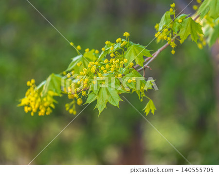 Fresh maple leaves with flowers and seeds Fresh maple leaves with flowers and seeds 140555705