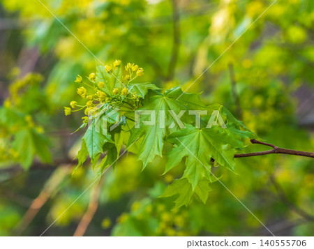 Fresh maple leaves with flowers and seeds Fresh maple leaves with flowers and seeds 140555706