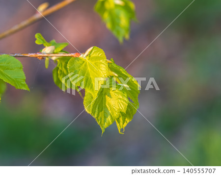 Tilia cordata, the small-leaved lime or small-leaved linden branch with fresh leaves in spring Tilia cordata, the small-leaved lime or small-leaved linden branch with fresh leaves in spring 140555707