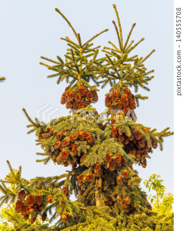Closeup of fir branches with young buds. Spring nature concept. Fir branches with fresh shoots Closeup of fir branches with young buds. Spring nature concept. Fir branches with fresh shoots 140555708