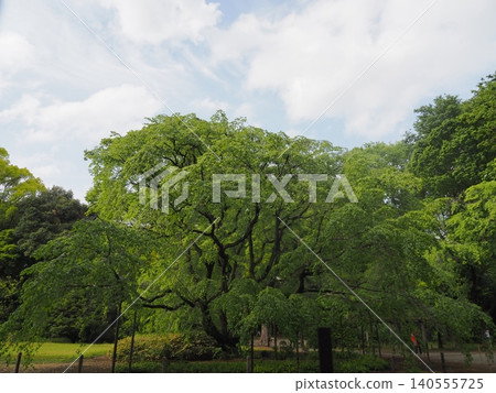 六義園翠綠的草地上，垂枝櫻花競相綻放。 140555725