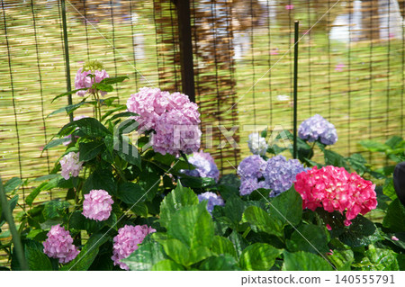 Hydrangea at Hannyaji Temple 140555791
