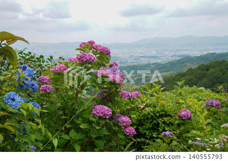 Hydrangea of Zen-zenji 140555793