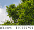 Maple trees in the fresh green of Rikugien Garden 140555794
