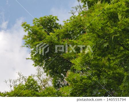 Maple trees in the fresh green of Rikugien Garden 140555794