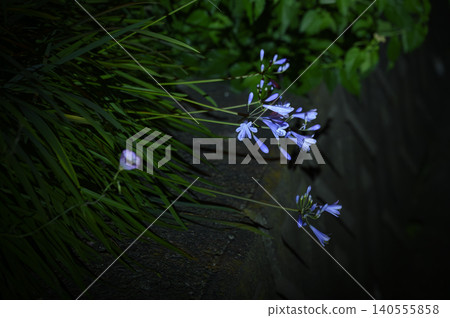 Purple flowers shining in the silence Purple flowers shining in the silence 140555858