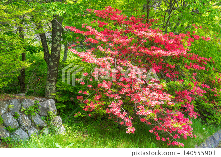Azaleas blooming at the trailhead of Mt. Nantai in Nikko City, Tochigi Prefecture 140555901
