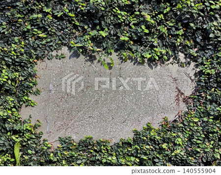 Green ivy leaves framing a patch of grey concrete wall Green ivy leaves framing a patch of grey concrete wall 140555904