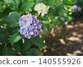 Hydrangea Path: A walking path in early summer where pale purple and white flowers bloom. 140555926