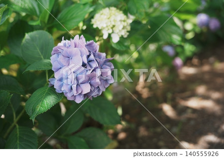 Hydrangea Path: A walking path in early summer where pale purple and white flowers bloom. Hydrangea Path: A walking path in early summer where pale purple and white flowers bloom. 140555926