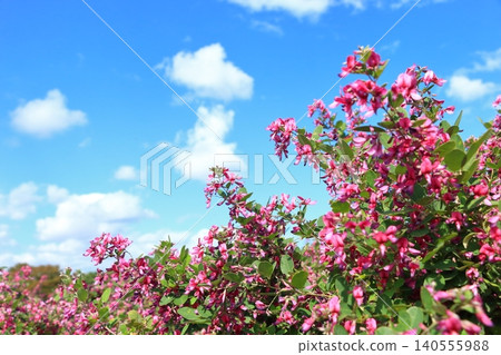 Bush clover flowers in full bloom against the autumn sky Bush clover flowers in full bloom against the autumn sky 140555988